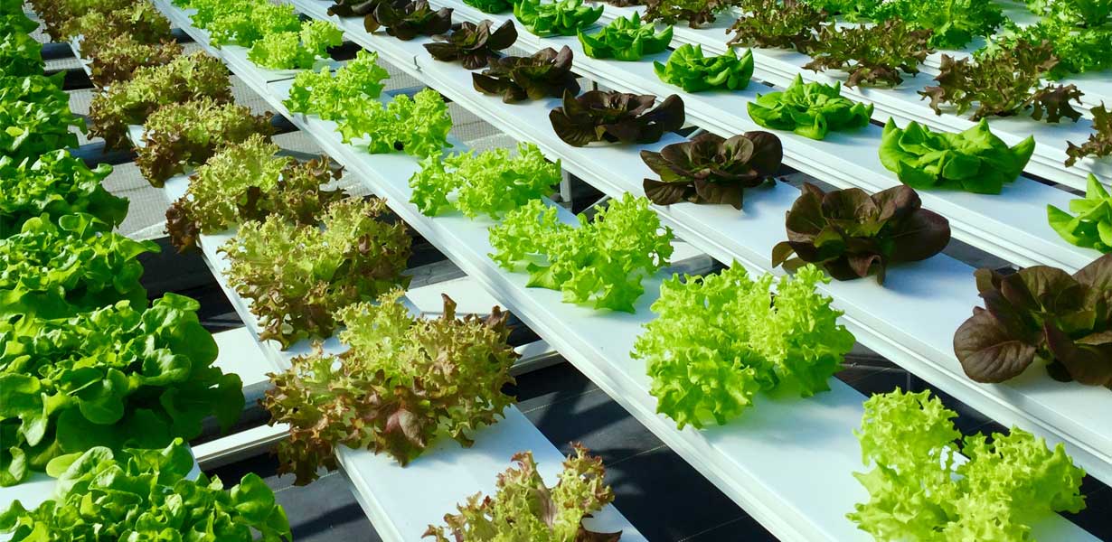 hydroponic greenhouses